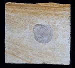 Terebratula sp. MUELLER 1776 - Bild © FossNet FossilienStore